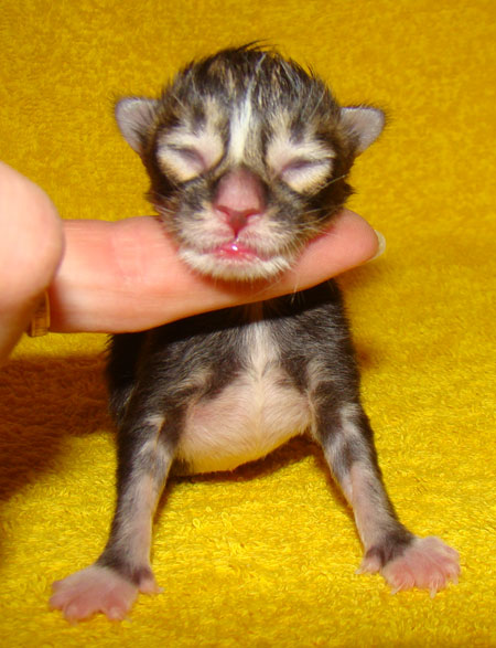     Catsvill County!   !    !       !!!    Catsvill County +7-926-544-74-09     .   ,   ,   ,    ,   ,  ,     ,   -,    ,   !